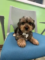 Twix, a male Yorkshire Terrier for sale in Whitman, MA – Photo 3 of 4