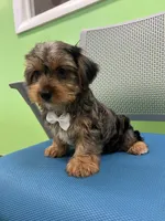 Twix, a male Yorkshire Terrier for sale in Whitman, MA – Photo 2 of 4