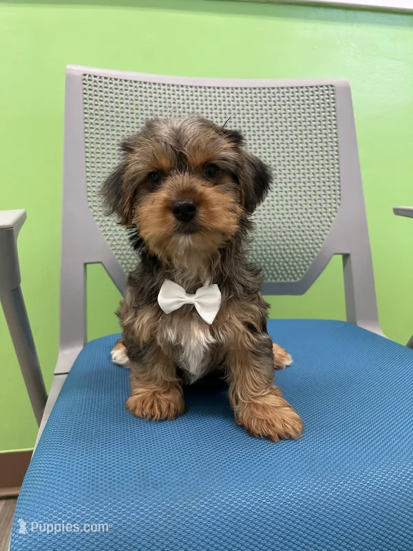 Twix, a male Yorkshire Terrier for sale in Whitman, MA – Photo 1 of 4