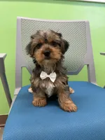 Twix, a male Yorkshire Terrier for sale in Whitman, MA – Photo 1 of 4