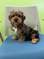 Twix, a male Yorkshire Terrier for sale in Whitman, MA – Photo 4 of 4