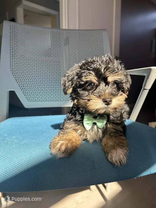 Marco  – Havanese, Yorkshire Terrier puppy for sale in Whitman, MA