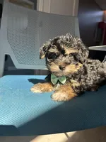 Marco , a male Havanese and Yorkshire Terrier for sale in Whitman, MA – Photo 3 of 3