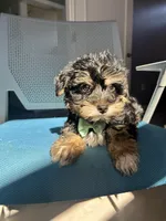 Marco , a male Havanese and Yorkshire Terrier for sale in Whitman, MA – Photo 2 of 3