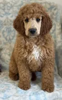 Chicago , a male Miniature Goldendoodle for sale in Whitman, MA – Photo 2 of 2