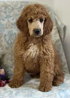 Chicago , a male Miniature Goldendoodle for sale in Whitman, MA – Photo 1 of 2