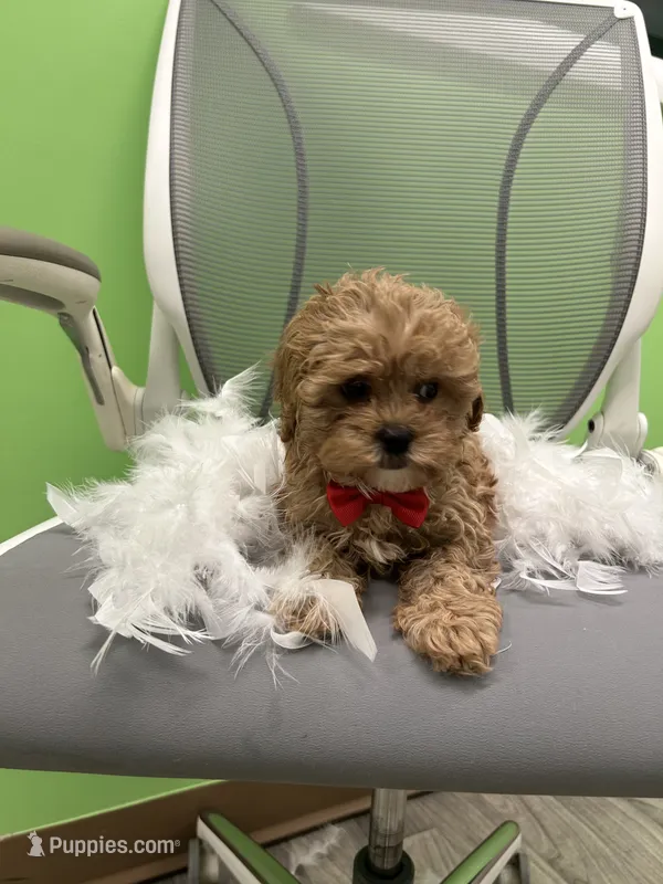 Banks – Japanese Chin, Shih Tzu puppy for sale in Whitman, MA