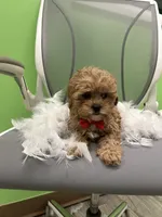 Banks, a male Japanese Chin and Shih Tzu for sale in Whitman, MA – 1 of 2