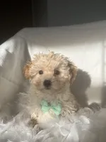 Orlando , a female Poodle - Toy  and Morkie for sale in Whitman, MA – Photo 1 of 3