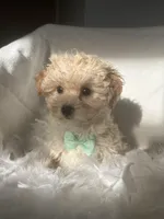 Orlando , a female Poodle - Toy  and Morkie for sale in Whitman, MA – Photo 3 of 3