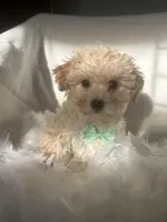 Orlando , a female Poodle - Toy  and Morkie for sale in Whitman, MA – Photo 2 of 3