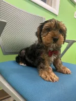 Arlo, a male Yorkshire Terrier for sale in Whitman, MA – Photo 3 of 4
