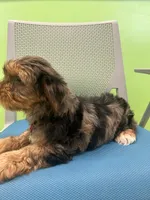 Arlo, a male Yorkshire Terrier for sale in Whitman, MA – Photo 2 of 4