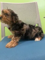 Arlo, a male Yorkshire Terrier for sale in Whitman, MA – Photo 4 of 4