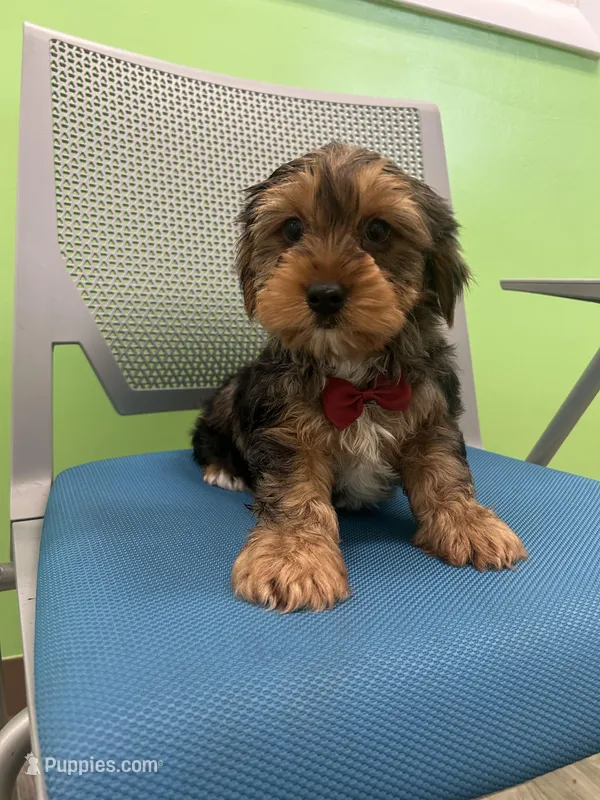 Arlo, a male Yorkshire Terrier for sale in Whitman, MA – Photo 1 of 4