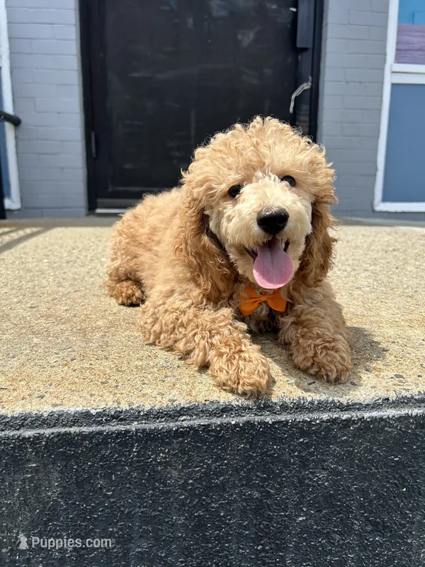 Max – Poodle - Toy  puppy for sale in Whitman, MA