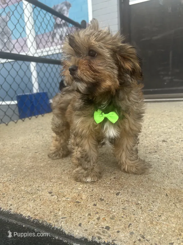 Brownie  – Shorkie puppy for sale in Whitman, MA