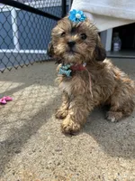 Magical , a male Shorkie for sale in Whitman, MA – 3 of 3