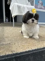 Penelope , a female Shih Tzu for sale in Whitman, MA – 2 of 3