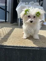 Melisaa, a female Morkie for sale in Whitman, MA – 2 of 3