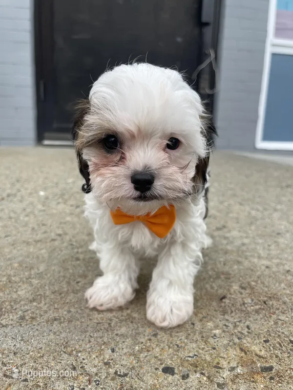 Marshmellow – Cavapoo puppy for sale in Whitman, MA
