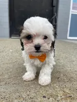 Marshmellow, a male Cavapoo for sale in Whitman, MA – Photo 1 of 3