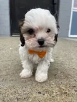 Marshmellow, a male Cavapoo for sale in Whitman, MA – Photo 3 of 3