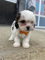 Marshmellow, a male Cavapoo for sale in Whitman, MA – Photo 2 of 3