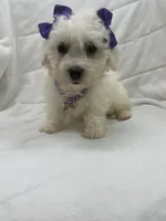 Sophia, a female Bichon Frise for sale in Whitman, MA – Photo 2 of 3