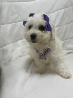 Sophia, a female Bichon Frise for sale in Whitman, MA – Photo 1 of 3