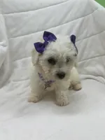 Sophia, a female Bichon Frise for sale in Whitman, MA – Photo 3 of 3