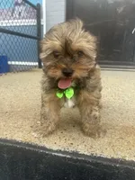 Brownie , a male Shorkie for sale in Whitman, MA – 3 of 3