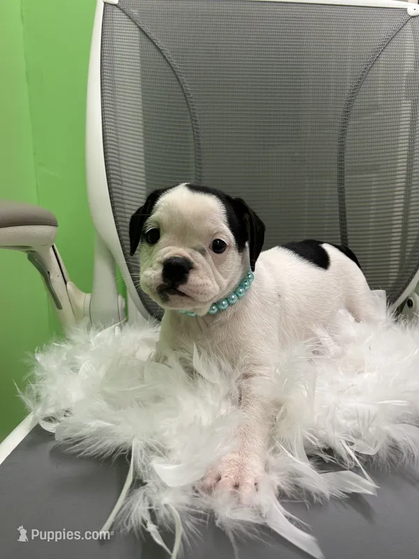 Charles  – English Bulldog puppy for sale in Whitman, MA