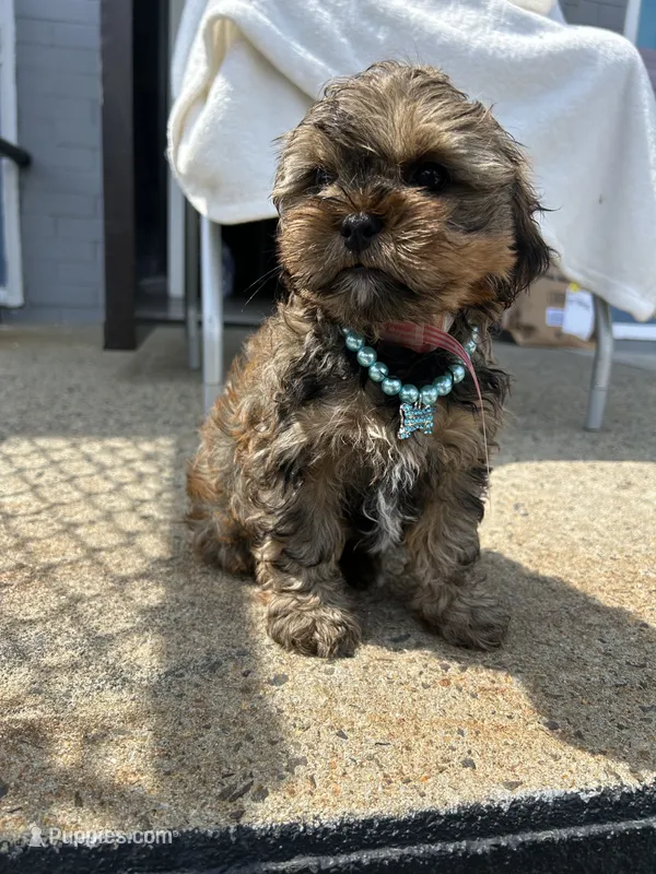 Marco  – Shorkie puppy for sale in Whitman, MA