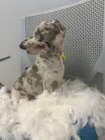 Bambi , a male French Bulldog for sale in Whitman, MA – Photo 4 of 4