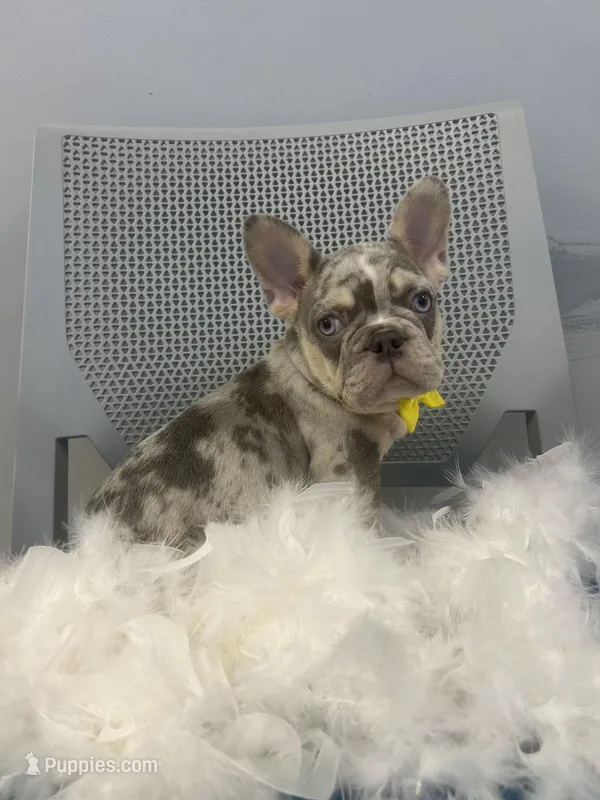 Bambi  – French Bulldog puppy for sale in Whitman, MA