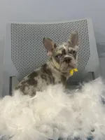 Bambi , a male French Bulldog for sale in Whitman, MA – Photo 1 of 4