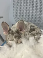 Bambi , a male French Bulldog for sale in Whitman, MA – Photo 2 of 4