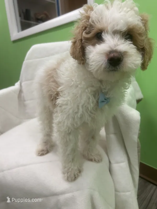 Mace  – Miniature Goldendoodle puppy for sale in Whitman, MA