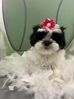 Melody , a female Mal Shi for sale in Whitman, MA – Photo 3 of 3