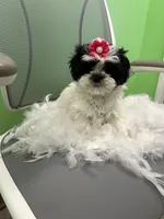 Melody , a female Mal Shi for sale in Whitman, MA – Photo 2 of 3