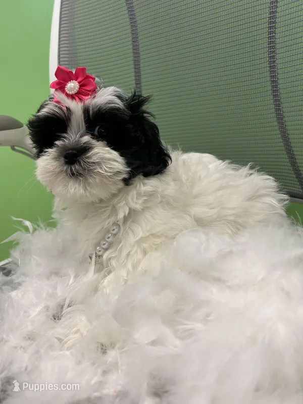 Melody  – Mal Shi puppy for sale in Whitman, MA