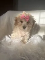 Tiffany , a female Poodle - Toy  and Morkie for sale in Whitman, MA – Photo 1 of 2