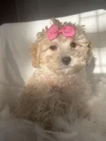 Tiffany , a female Poodle - Toy  and Morkie for sale in Whitman, MA – Photo 2 of 2