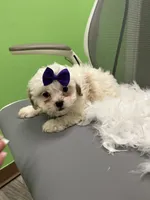 Tulip , a female Shihpoo and Cavalier King Charles Spaniel for sale in Whitman, MA – 3 of 3