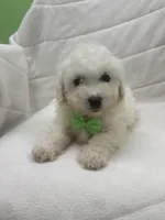 Indigo , a female Bichon Frise for sale in Whitman, MA – Photo 1 of 3