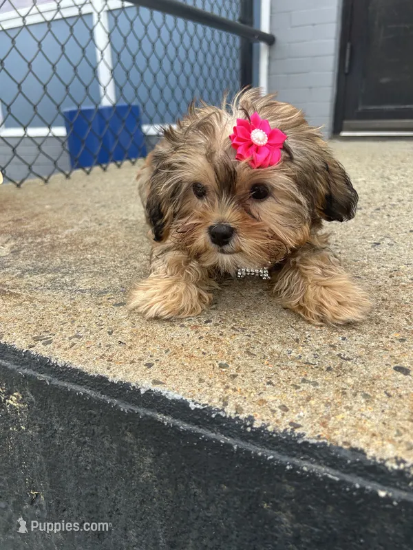 Pudding  – Shorkie puppy for sale in Whitman, MA