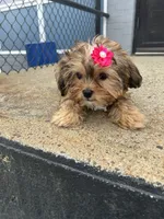 Pudding , a female Shorkie for sale in Whitman, MA – 1 of 3