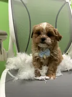 Miles , a male Shihpoo and Cavalier King Charles Spaniel for sale in Whitman, MA – 3 of 3