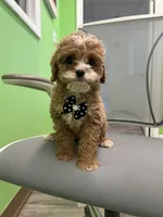 Spider , a male Bichon Frise and Shihpoo for sale in Whitman, MA – Photo 1 of 3